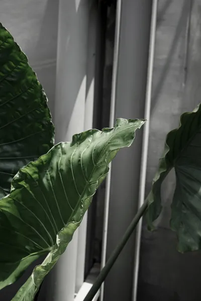 Green leaf botany plant nature garden exterior design building of urban modern living.