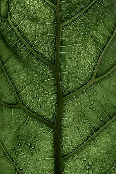 clay-banks-8SXaMMWCTGc-unsplash